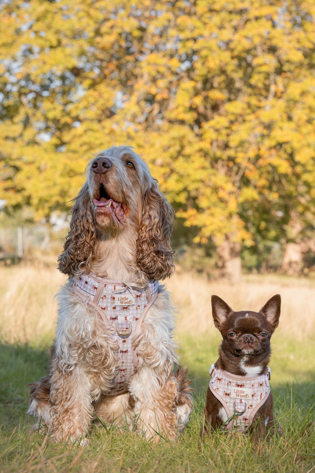 Bows & Bramble - Adjustable dog harness