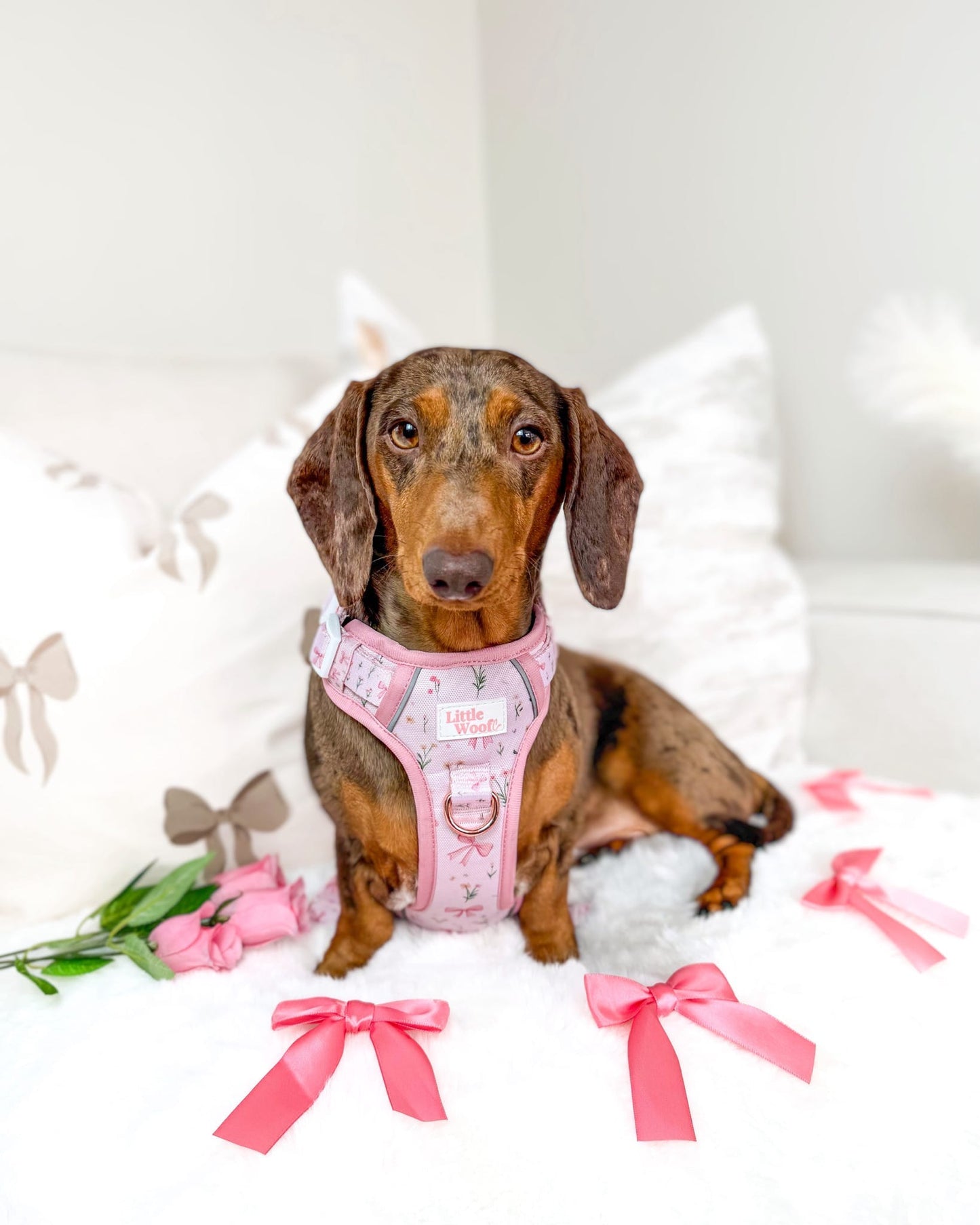Bows & Bouquets 3-click dog harness