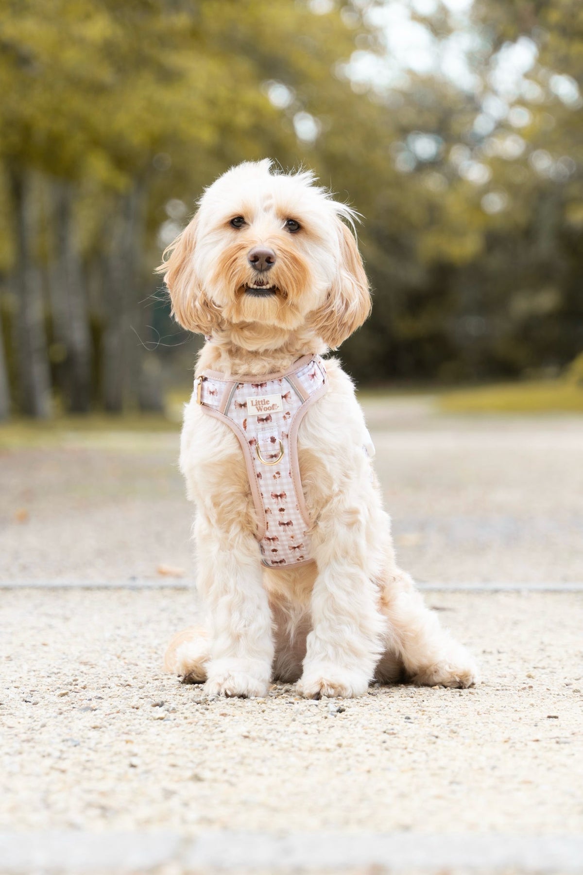 Bows & Bramble - 3-click dog harness
