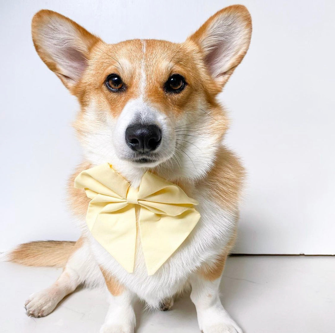 Primrose Spring Sailor Bow
