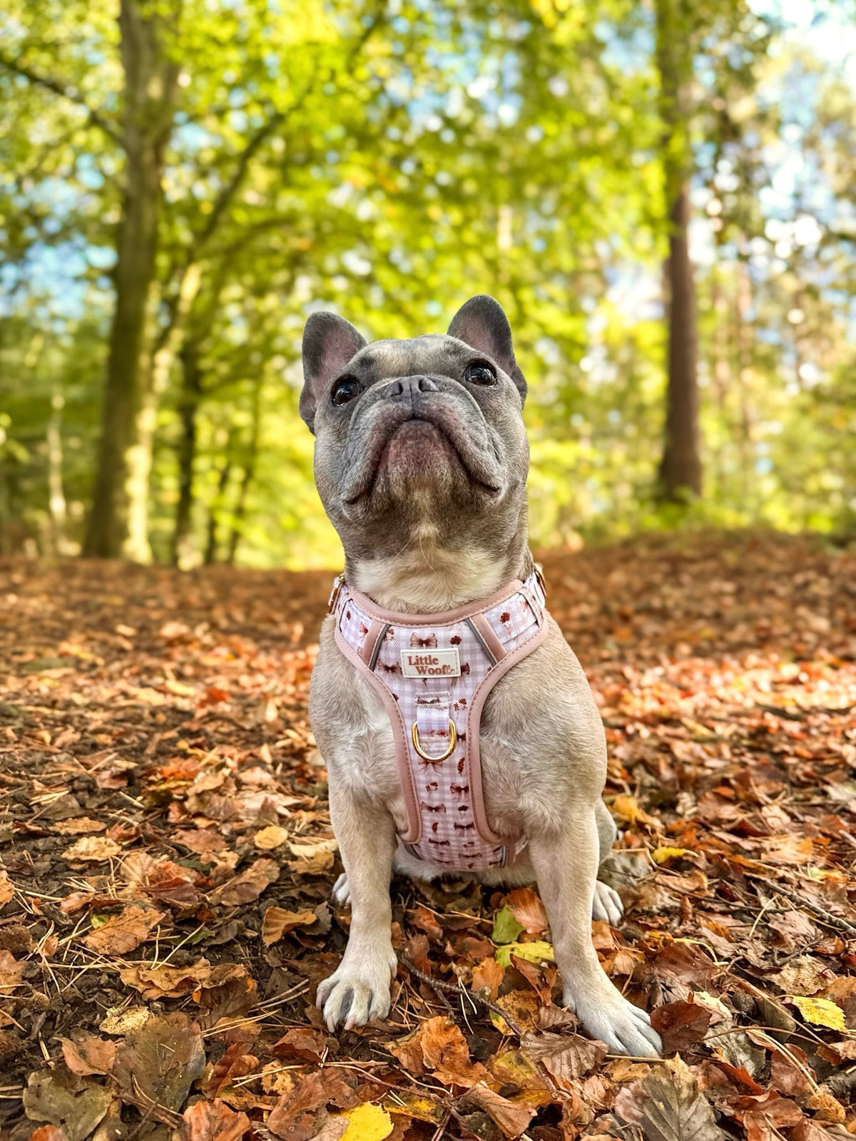 Bows & Bramble - 3-click dog harness