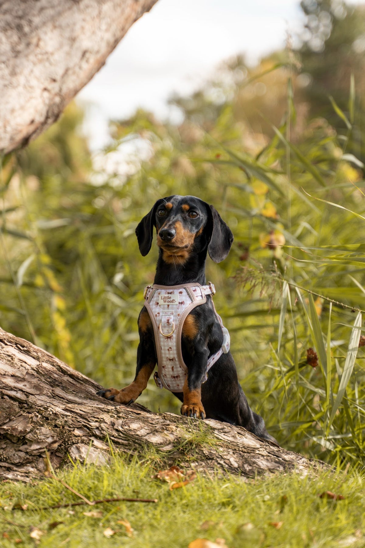 Bows & Bramble - 3-click dog harness