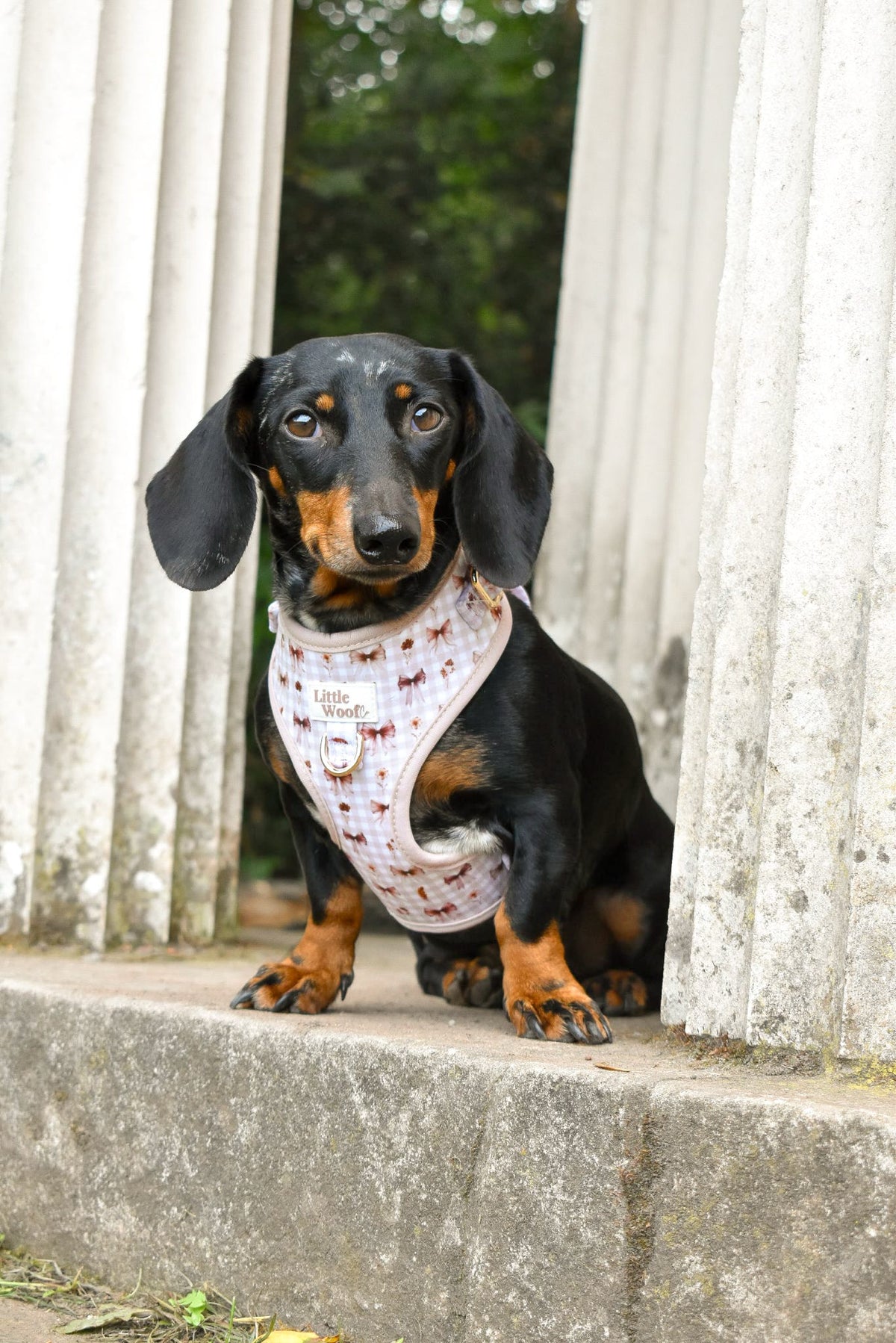 Bows & Bramble - Adjustable dog harness