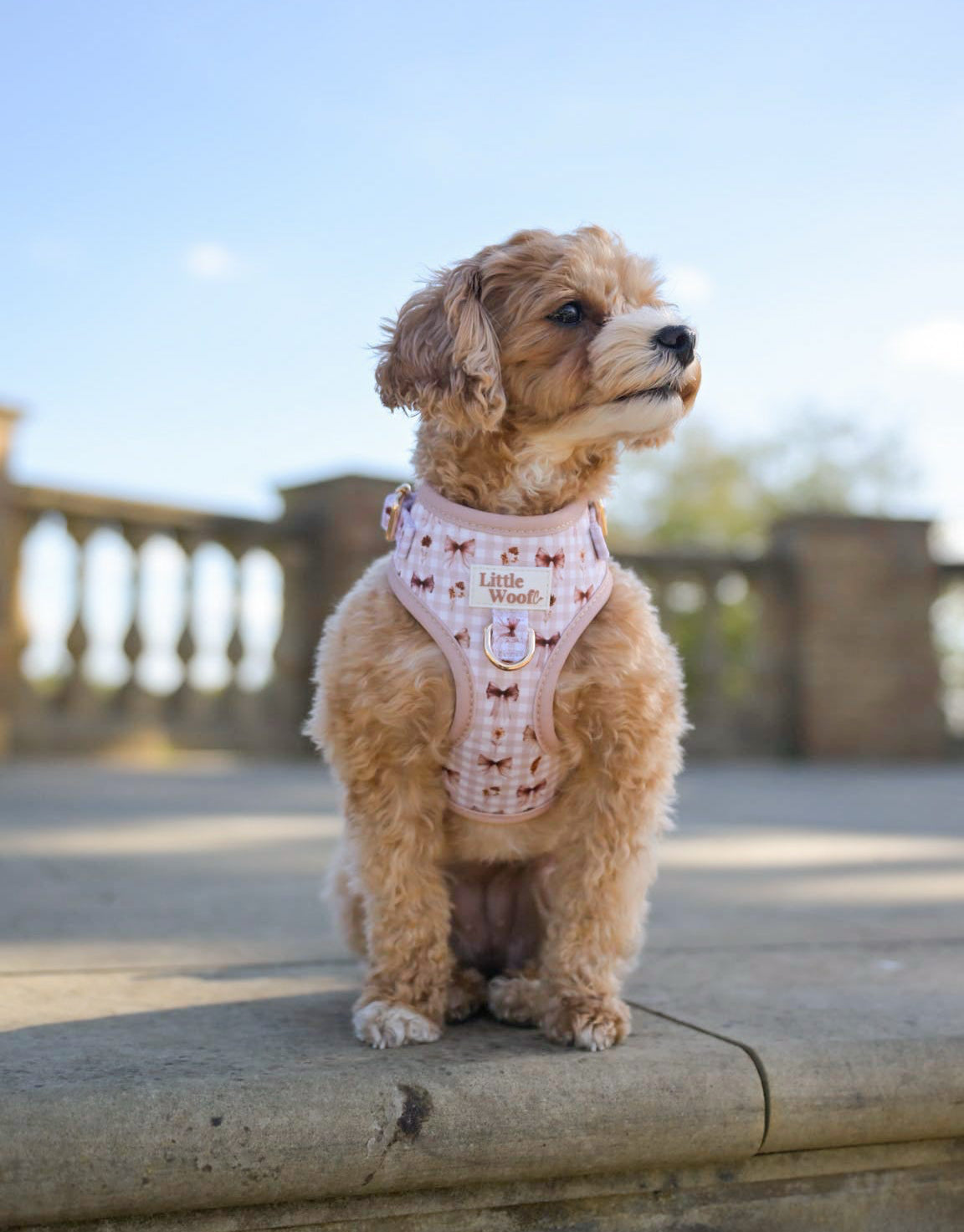 Bows & Bramble - Adjustable dog harness