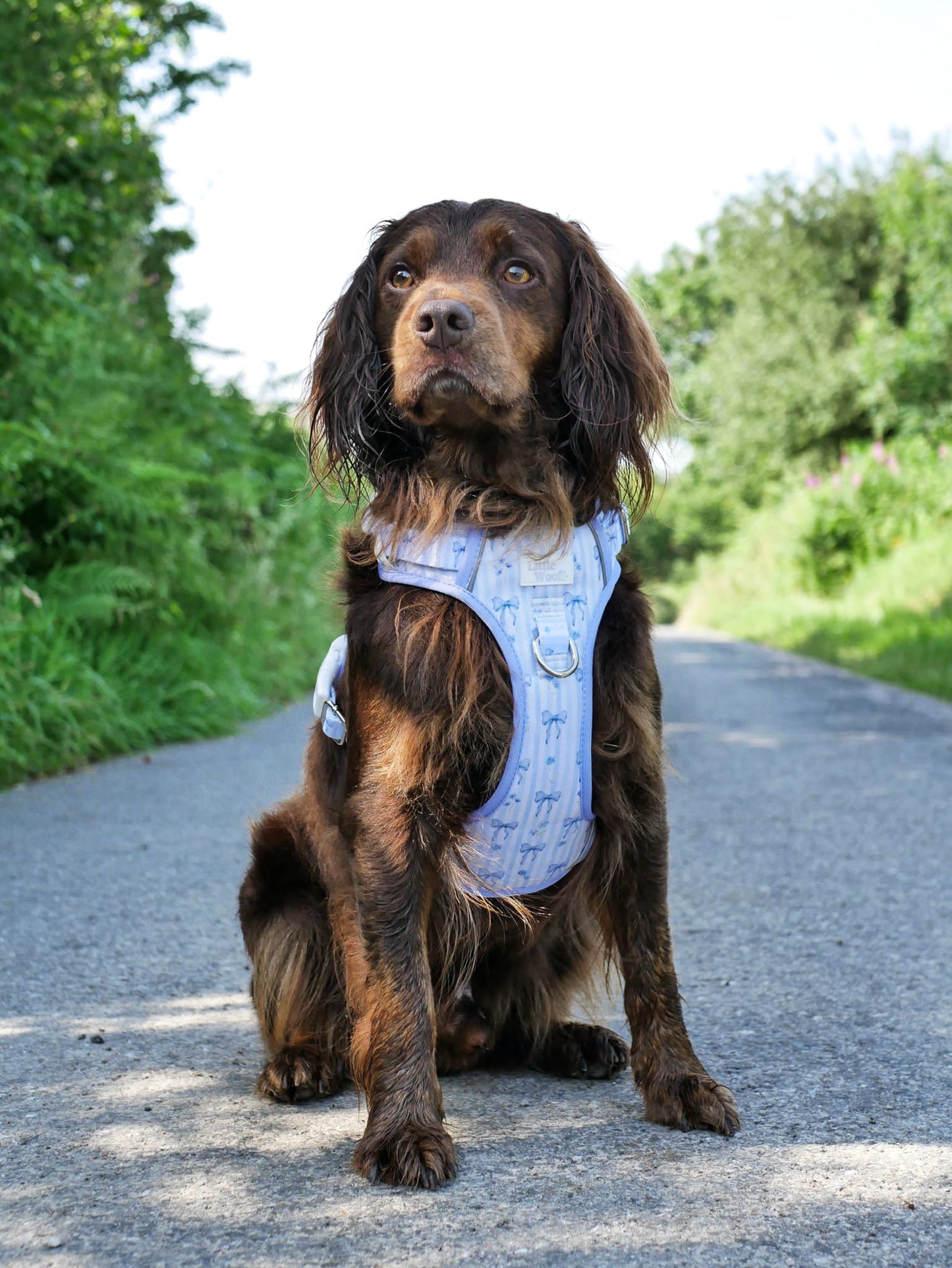 Bows & Bluebells - 3-click dog harness