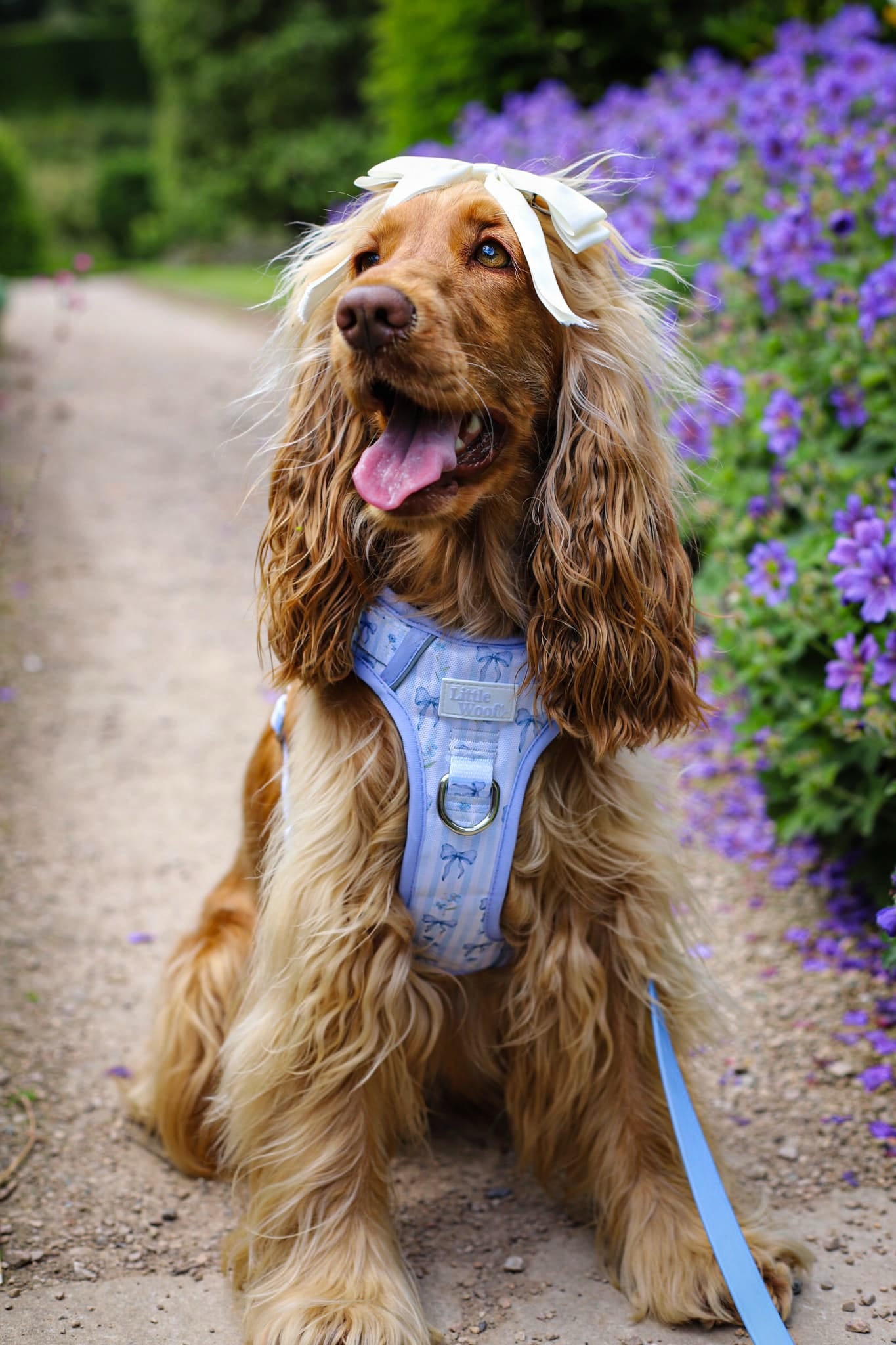 Bows & Bluebells - 3-click dog harness