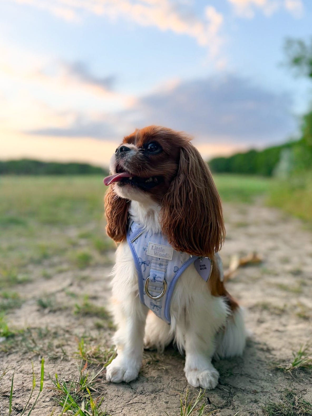 Bows & Bluebells - 3-click dog harness