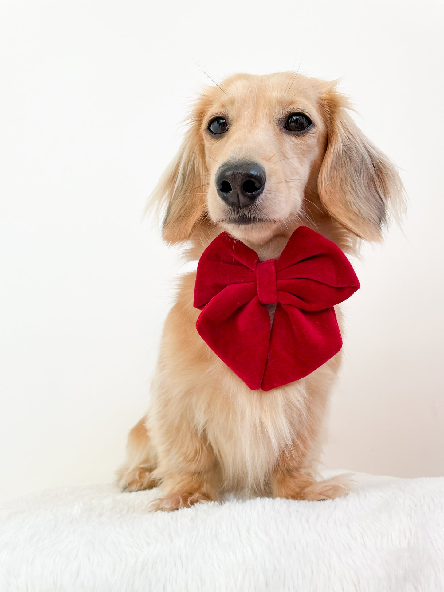 Red velvet sailor bow
