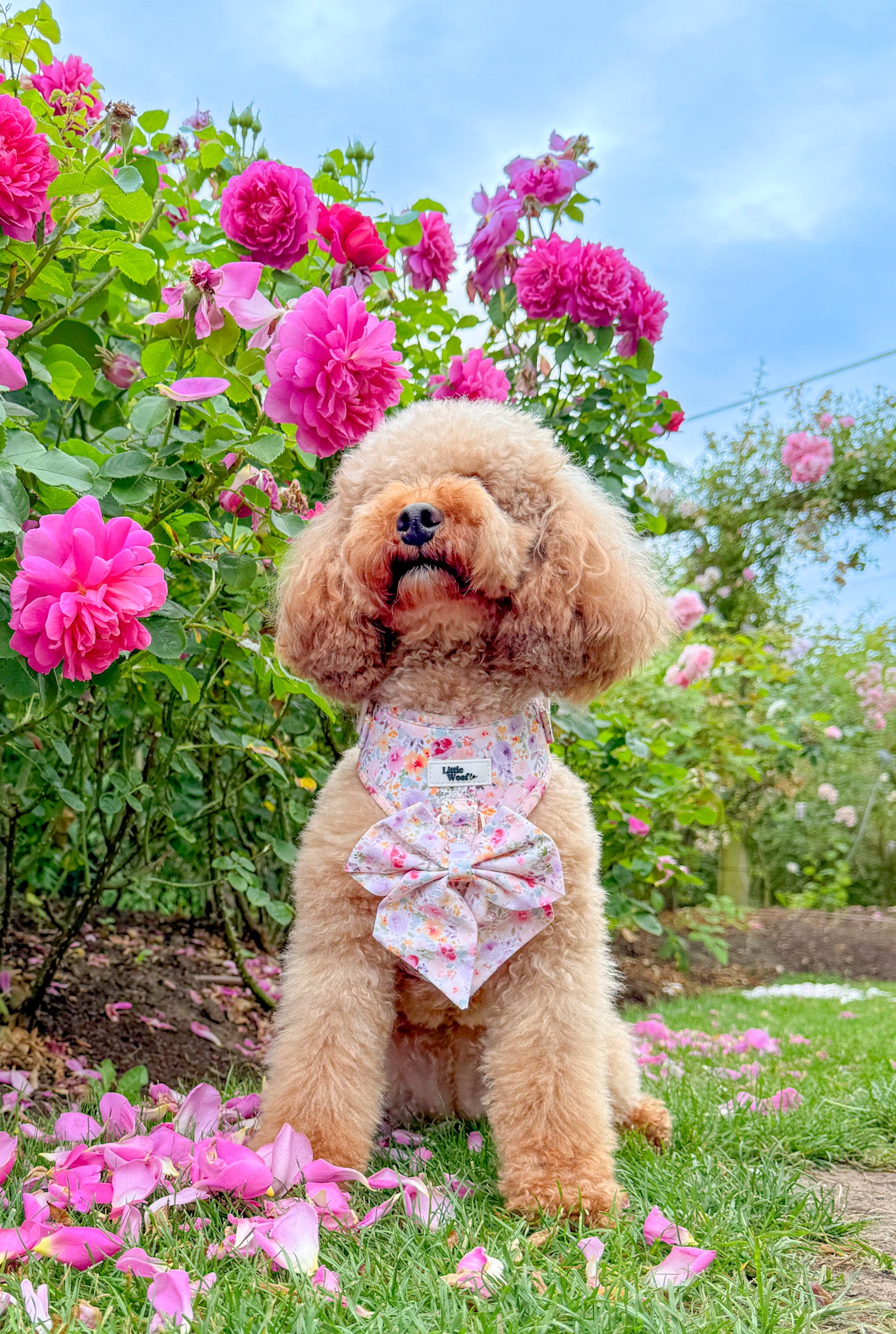 Pastel Bloom - adjustable harness