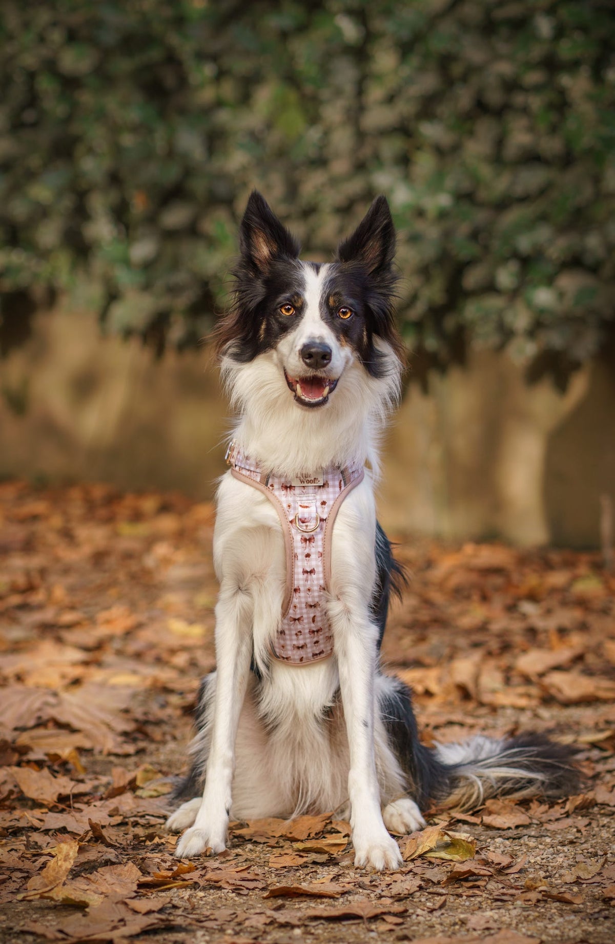 Bows & Bramble - 3-click dog harness