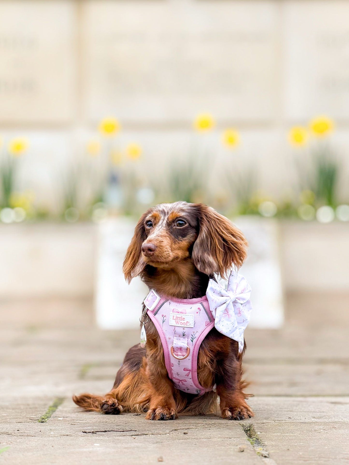 Bows & Bouquets 3-click dog harness