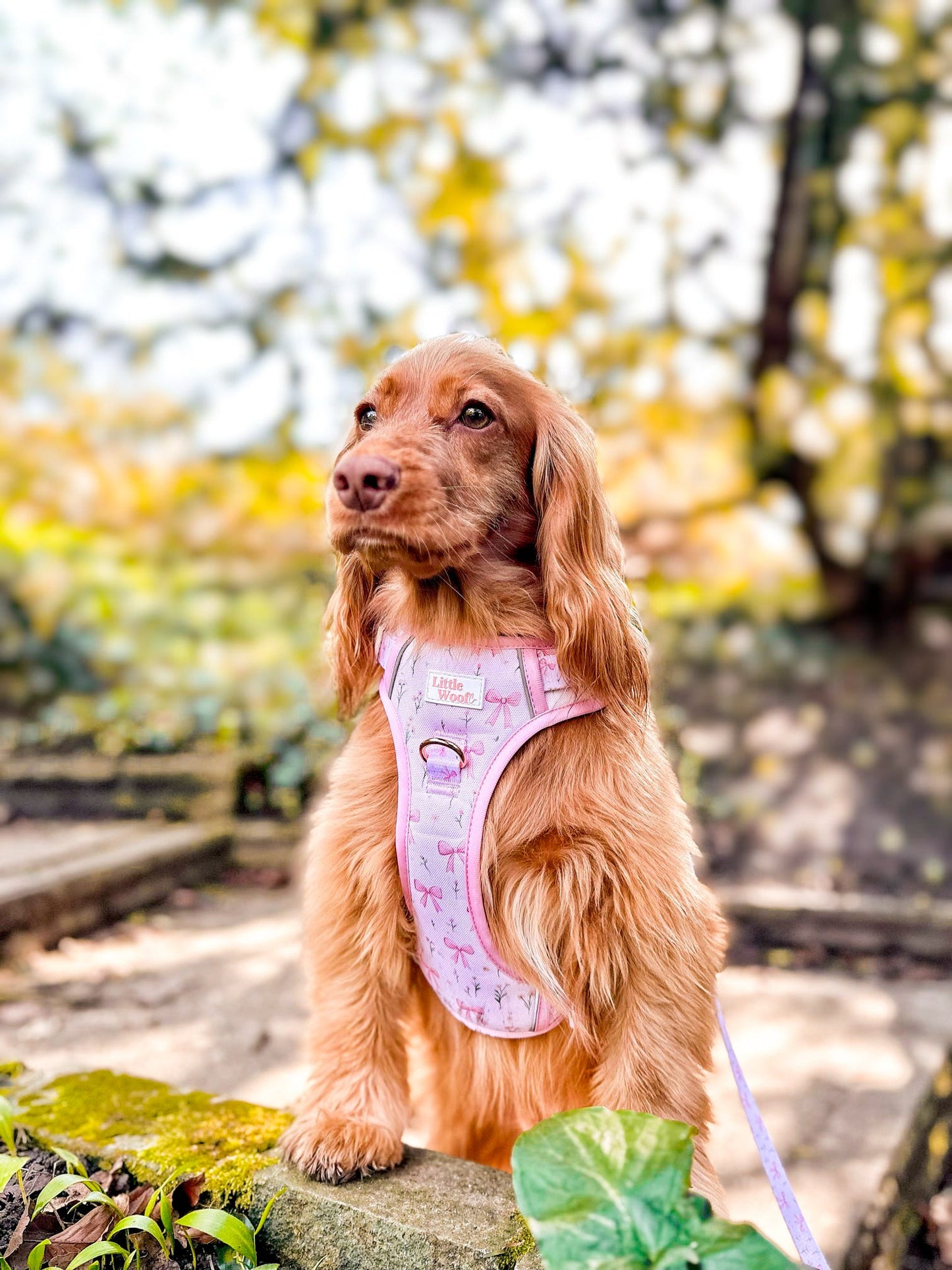 Bows & Bouquets 3-click dog harness