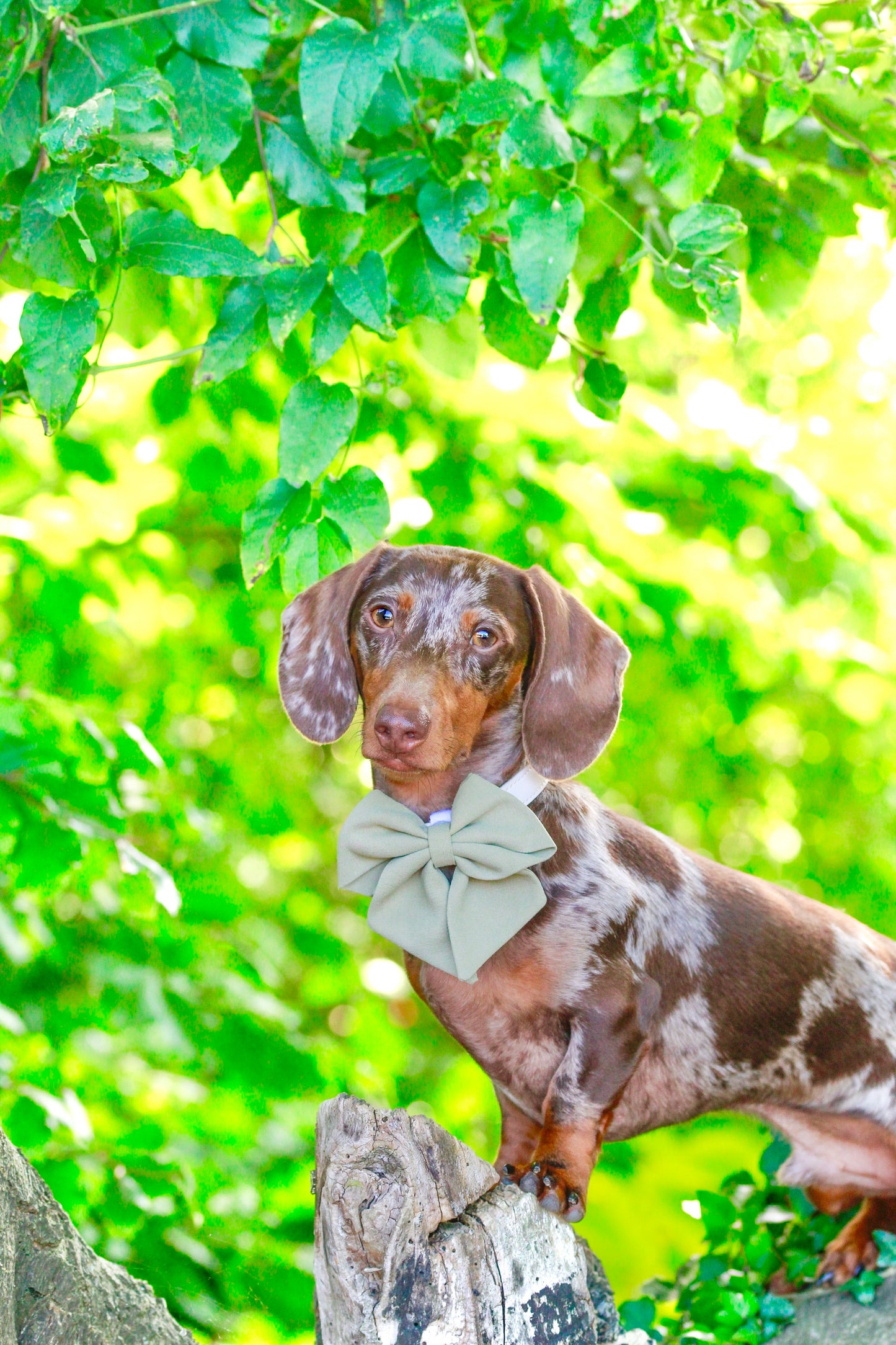 Olive Sailor bow