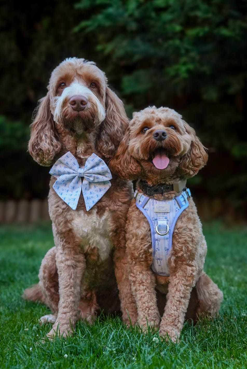 Bows & Bluebells - 3-click dog harness
