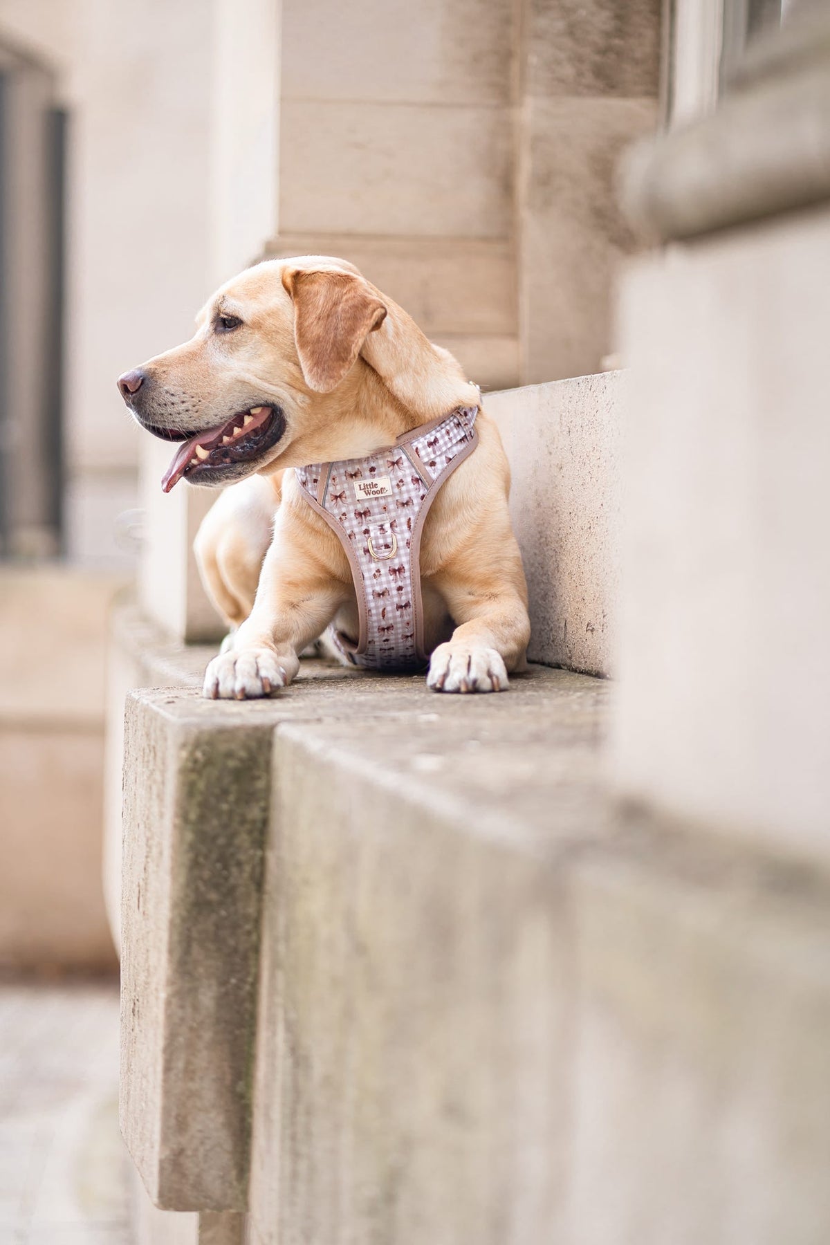 Bows & Bramble - 3-click dog harness