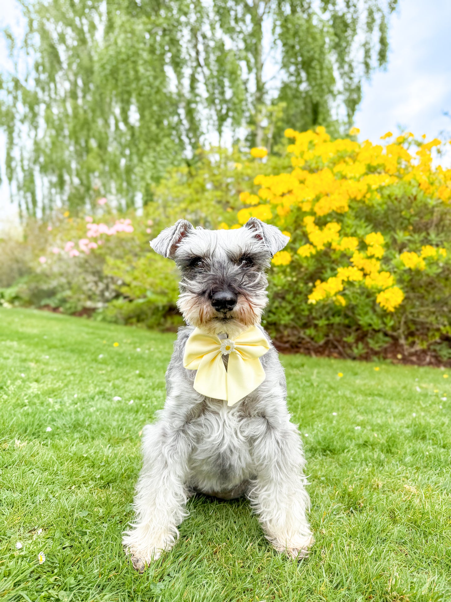 Baby yellow satin sailor bow