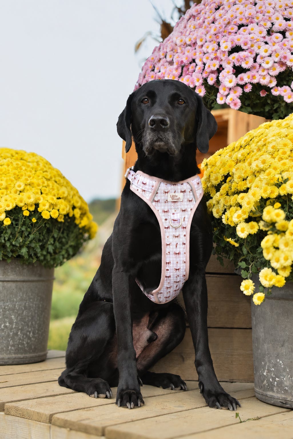 Bows & Bramble - 3-click dog harness