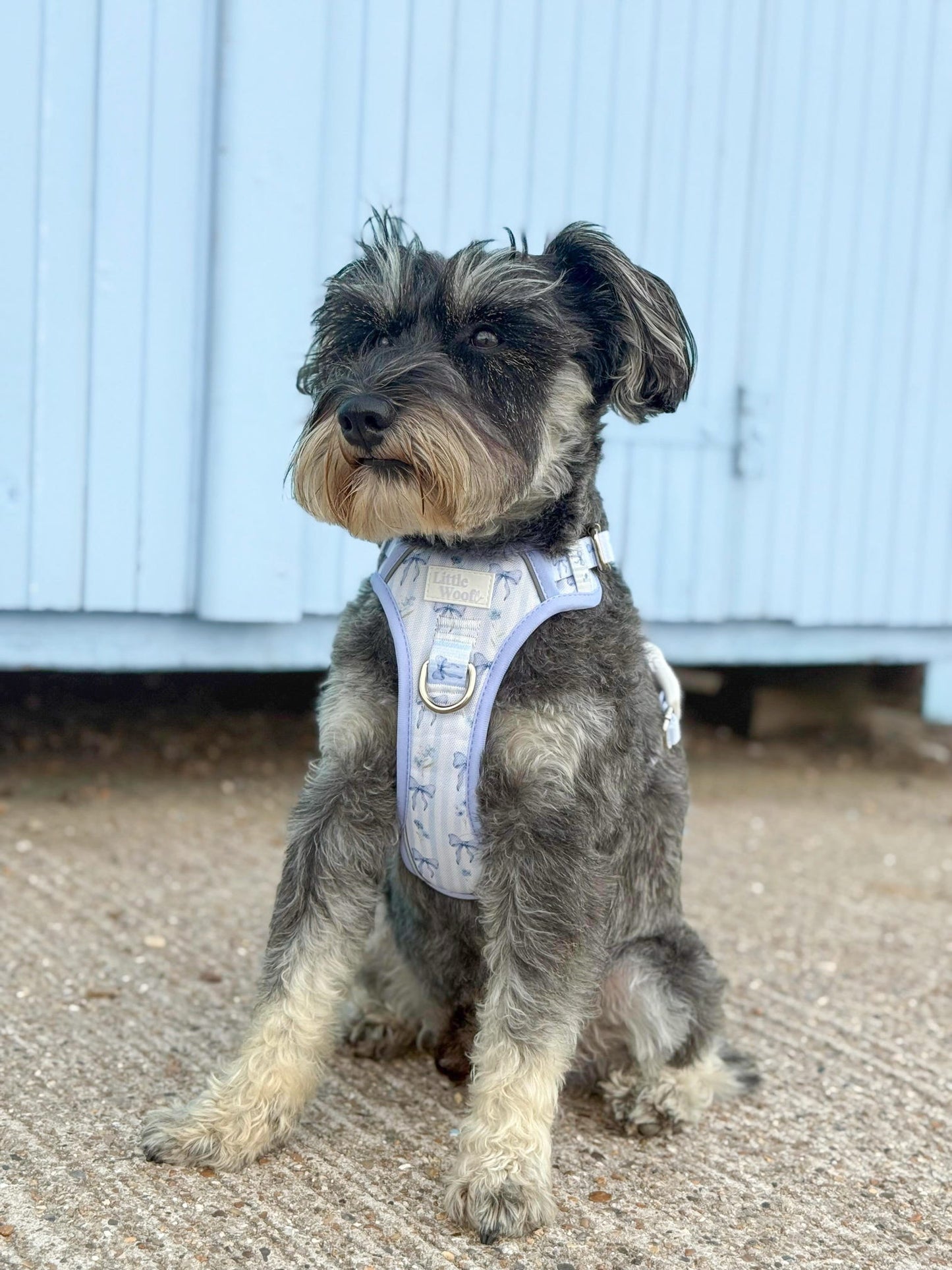 Bows & Bluebells - 3-click dog harness