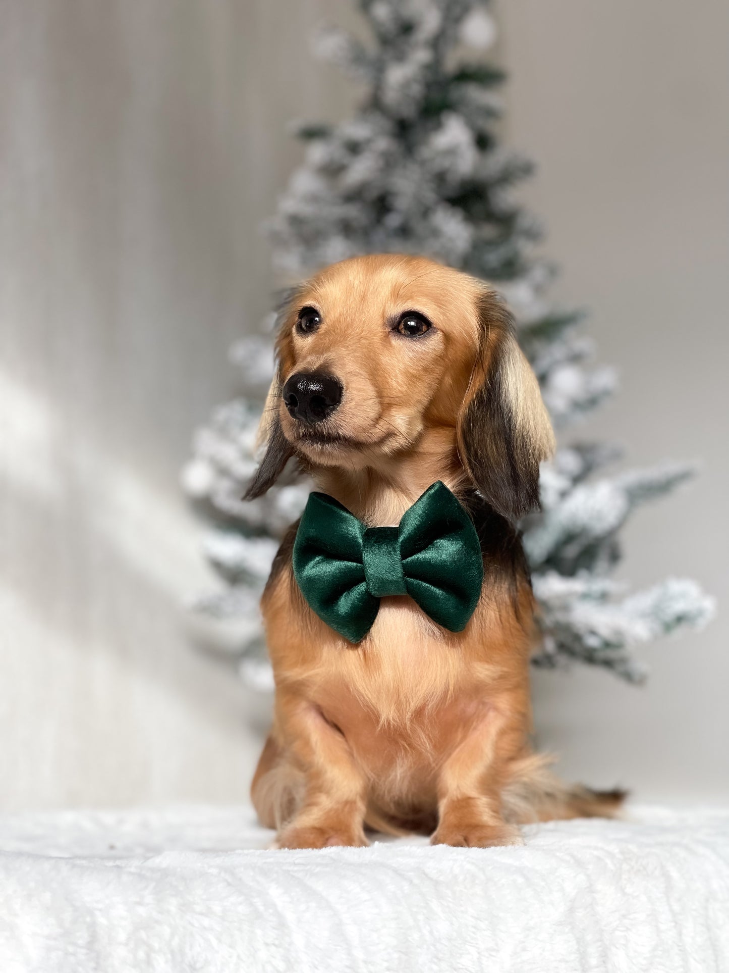 Mistletoe Green velvet bow tie