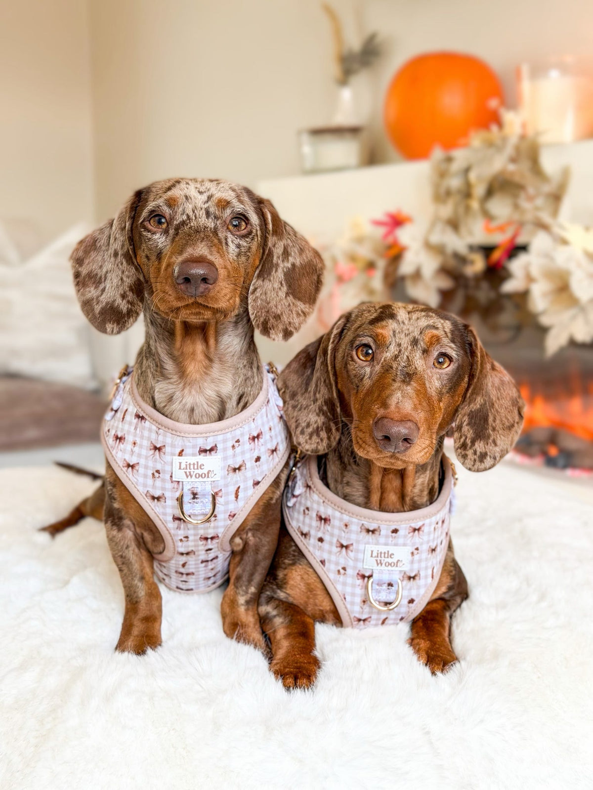 Bows & Bramble - Adjustable dog harness