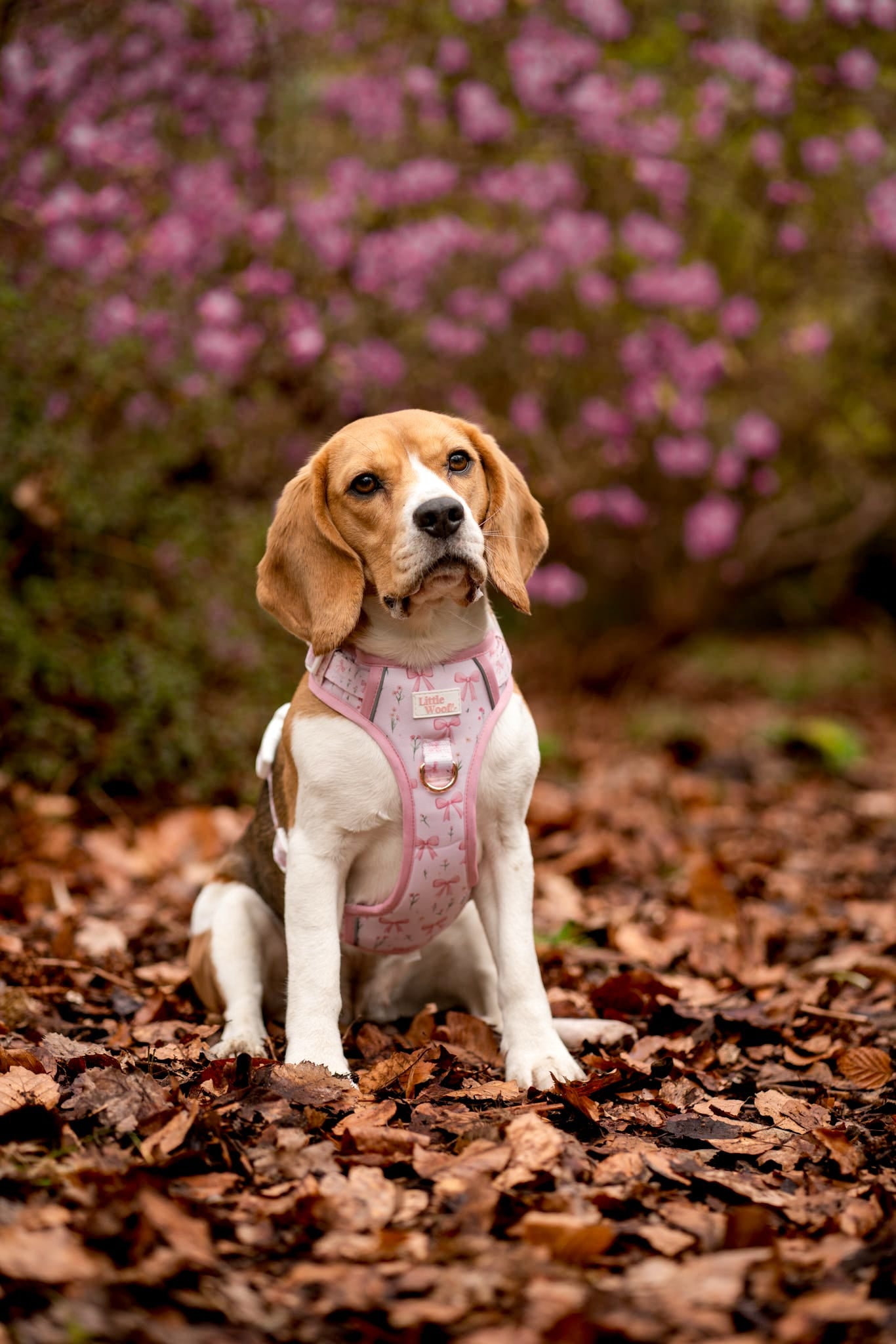 Bows & Bouquets 3-click dog harness