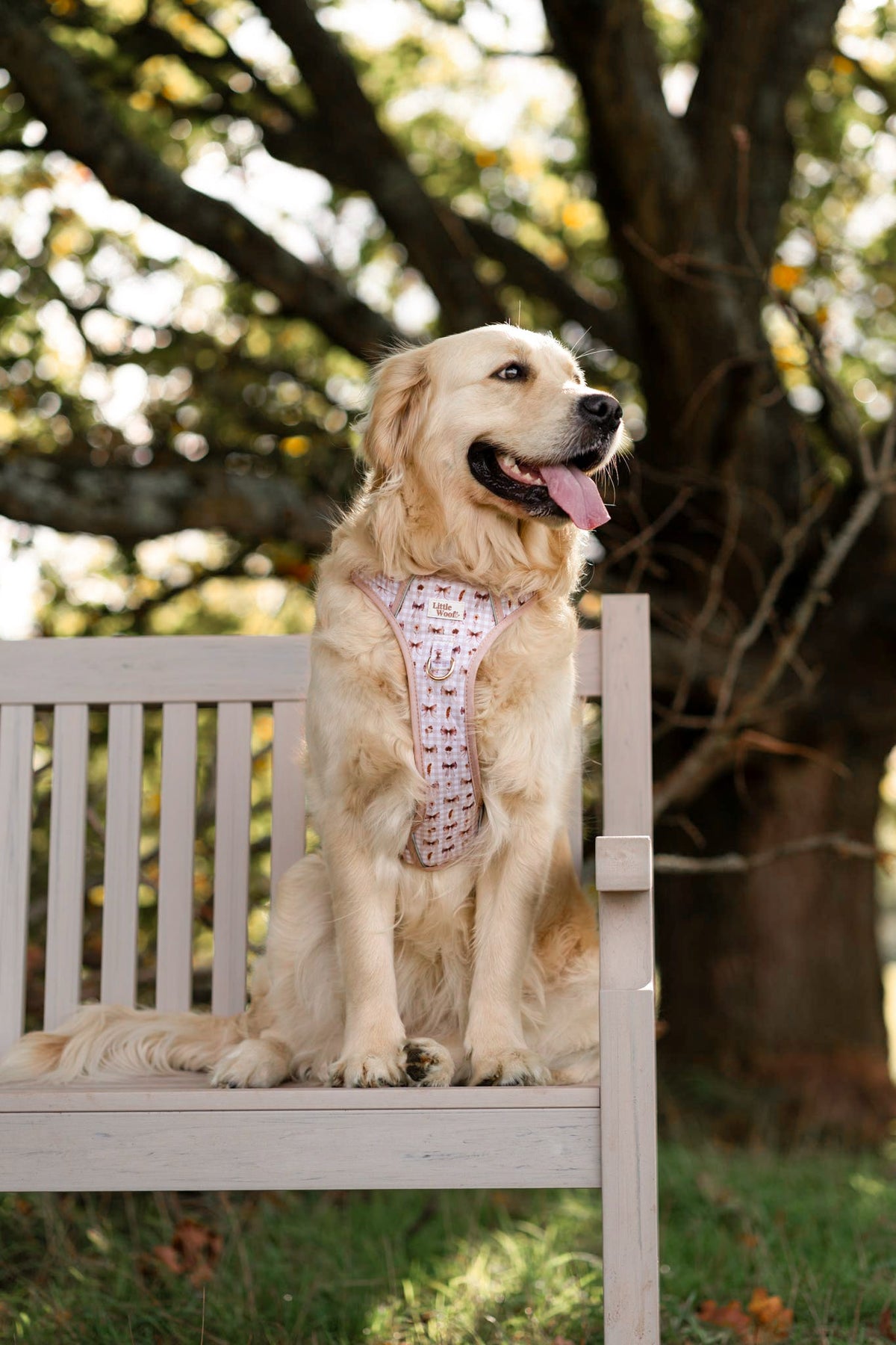Bows & Bramble - 3-click dog harness