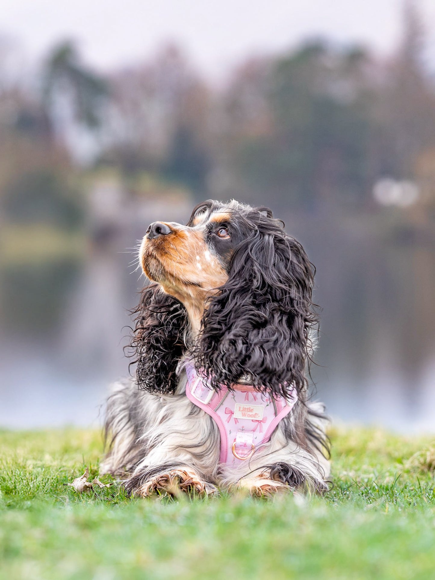 Bows & Bouquets 3-click dog harness