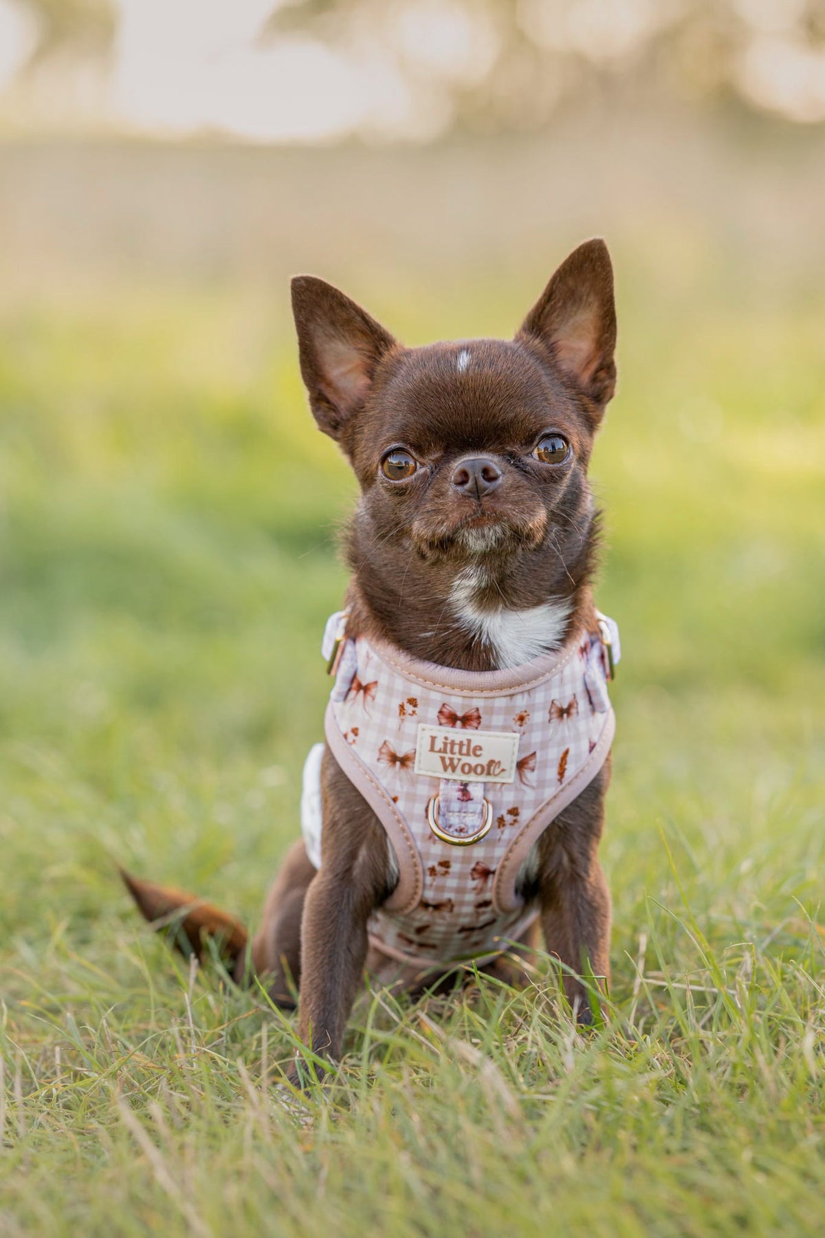 Bows & Bramble - Adjustable dog harness