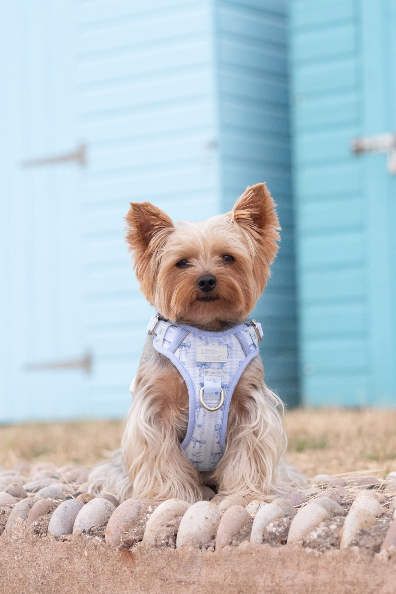 Bows & Bluebells - 3-click dog harness