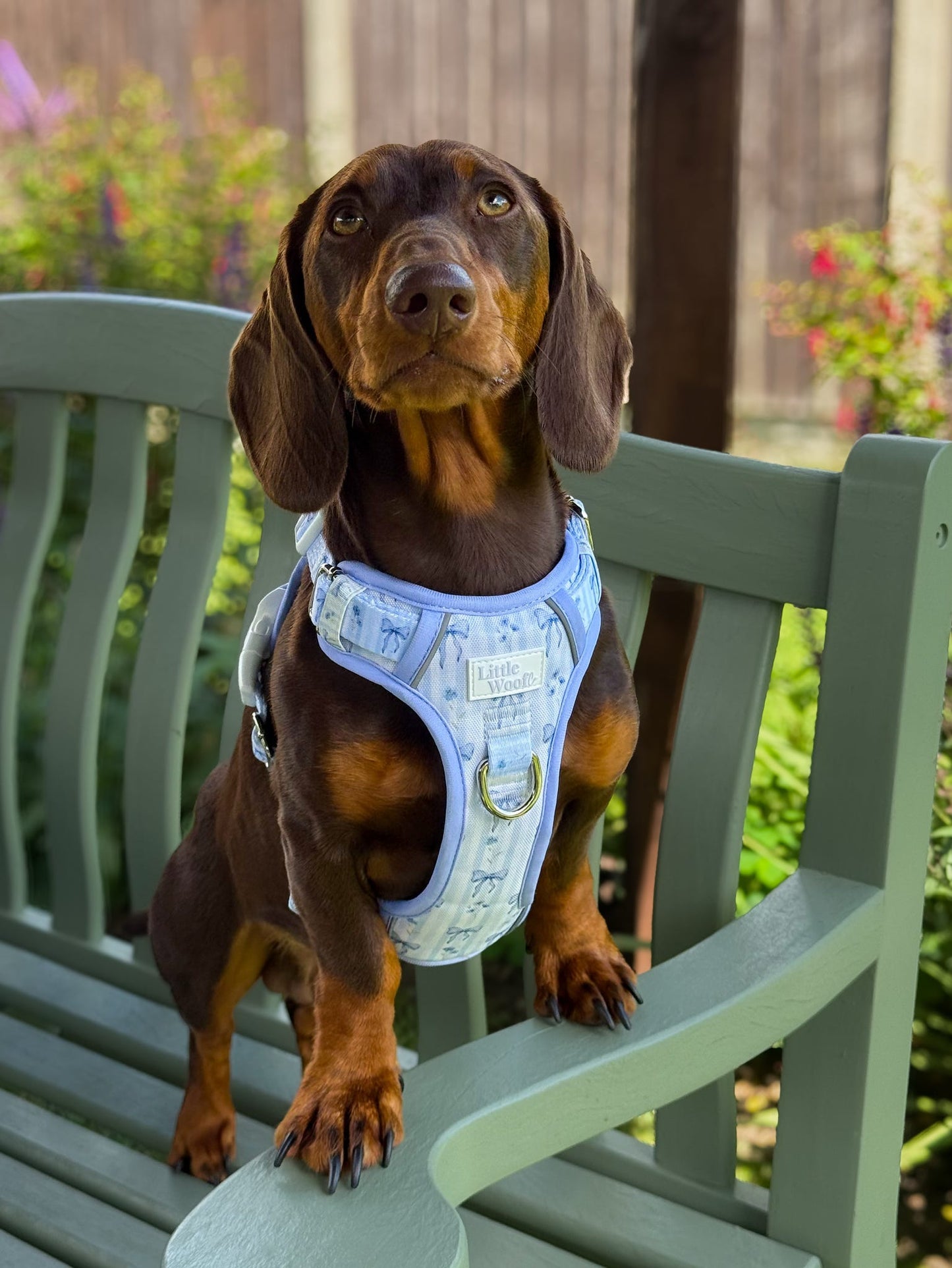 Bows & Bluebells - 3-click dog harness
