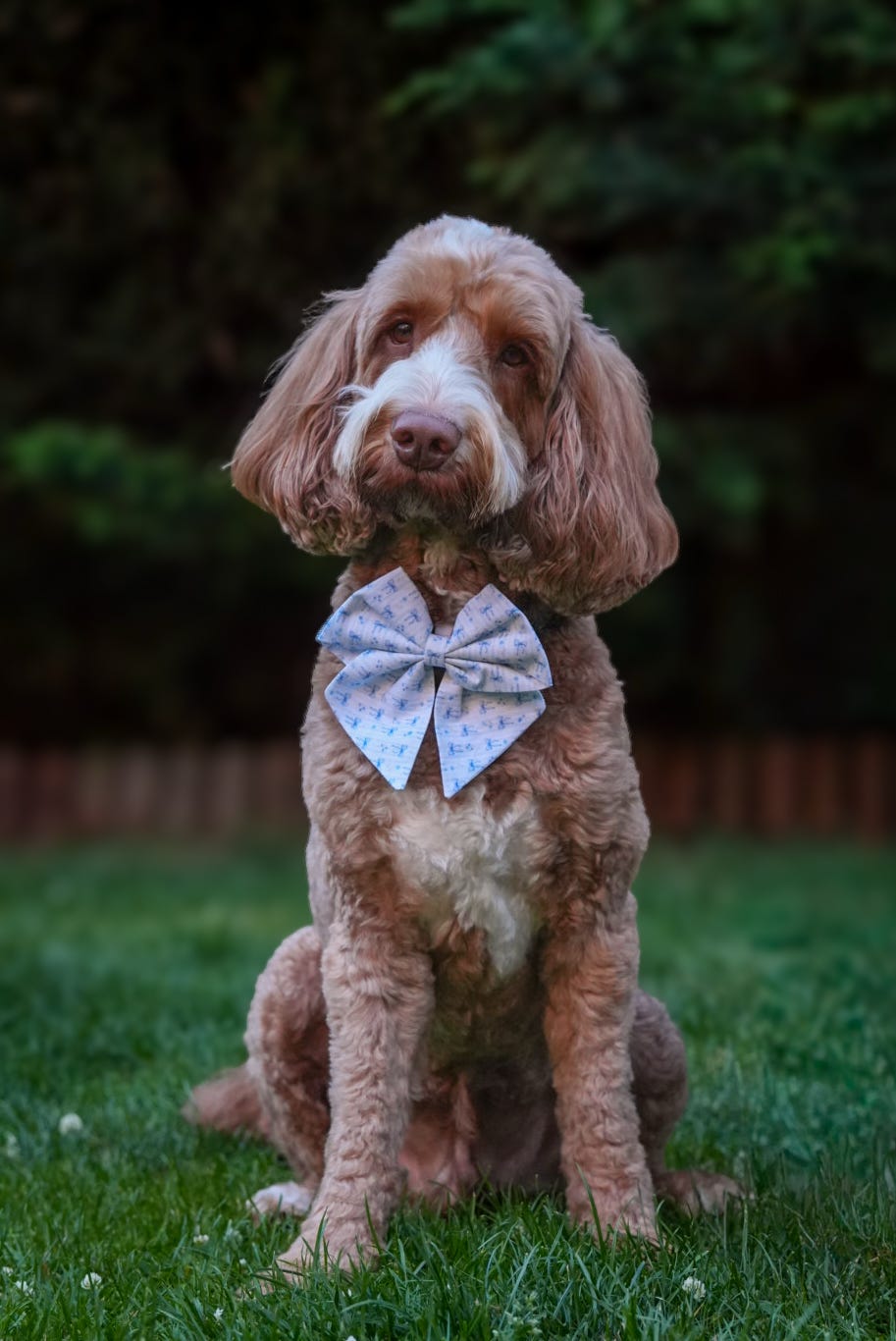 Bows & Bluebells - sailor bow