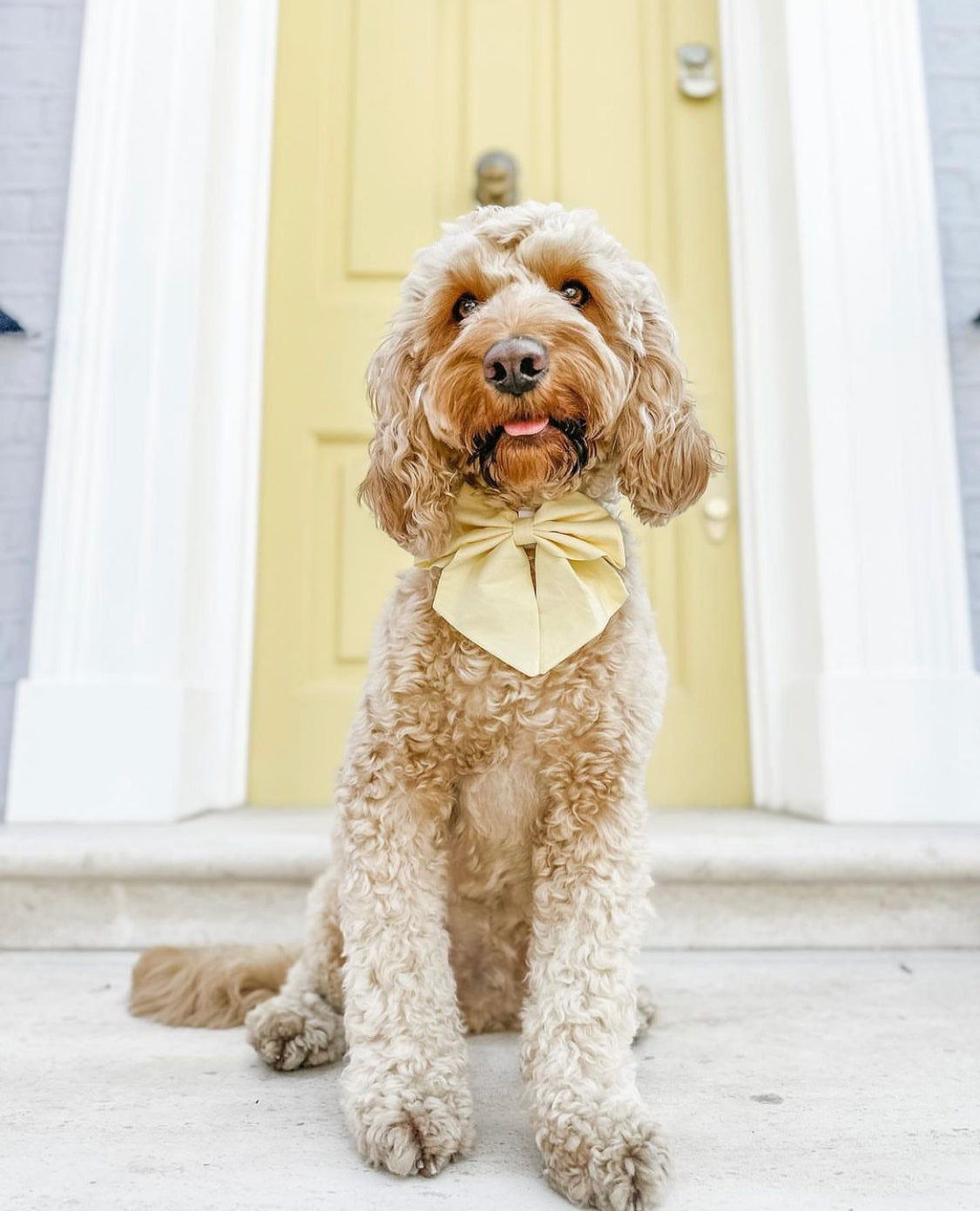 Primrose Spring Sailor Bow