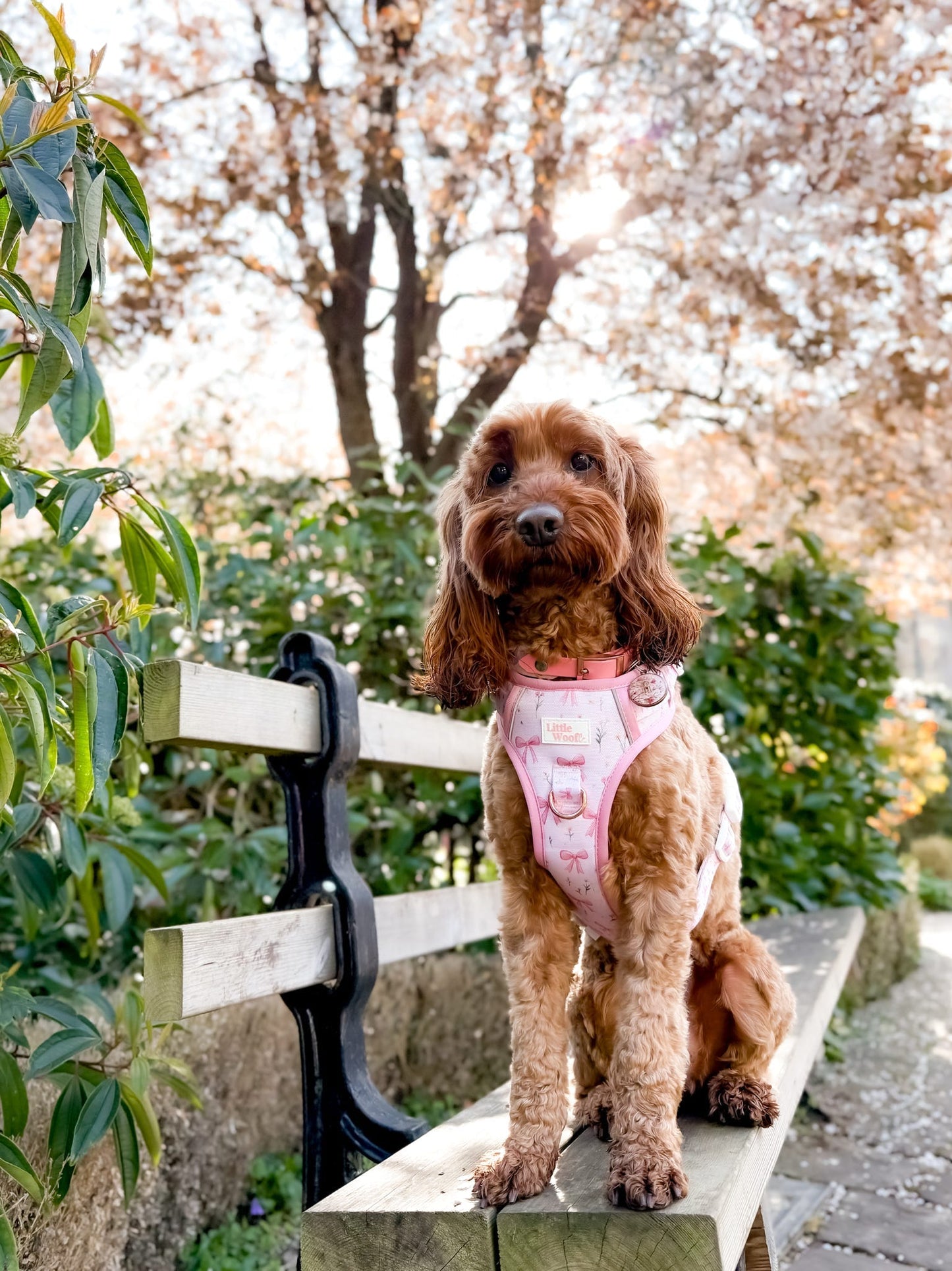 Bows & Bouquets 3-click dog harness