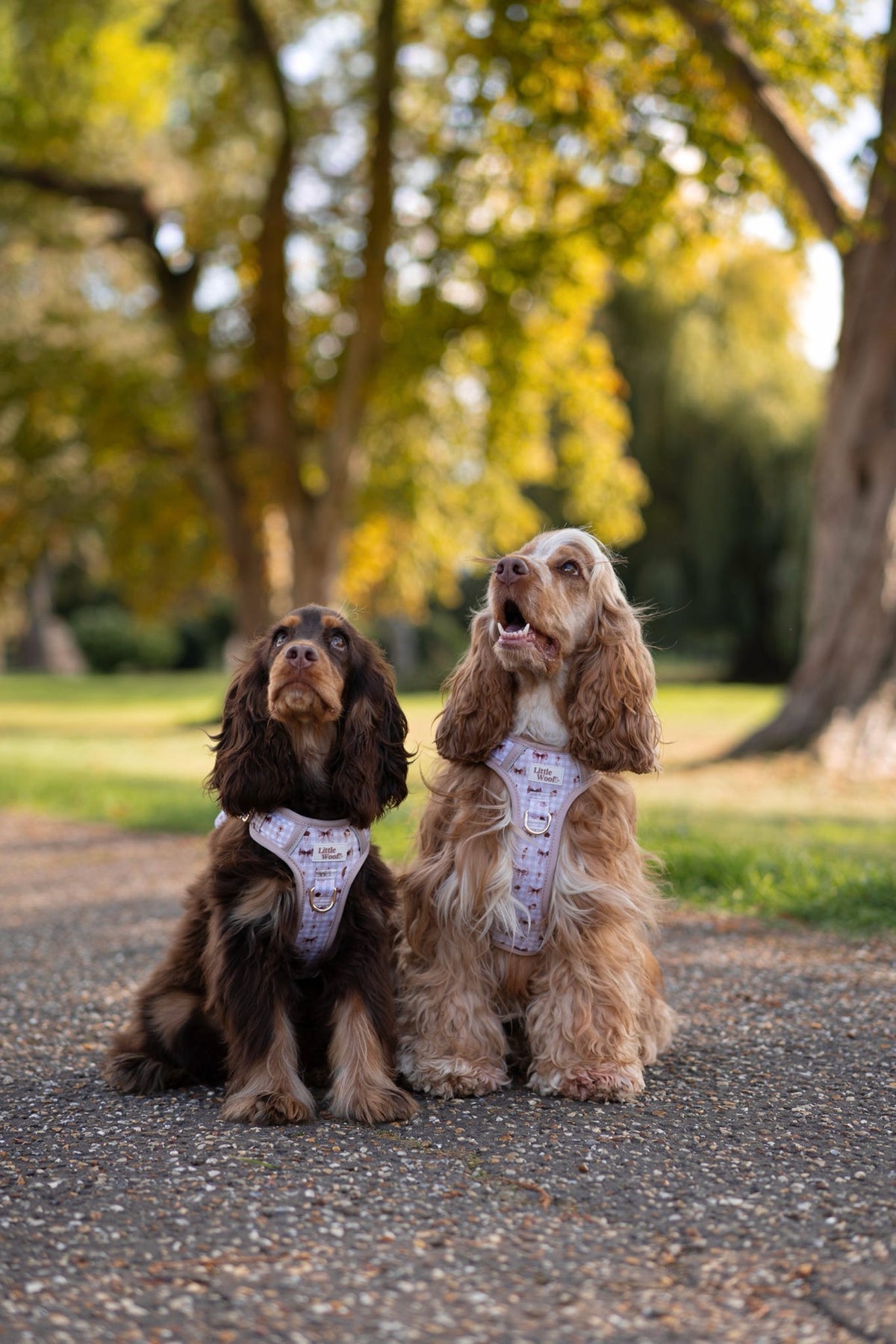 Bows & Bramble - 3-click dog harness