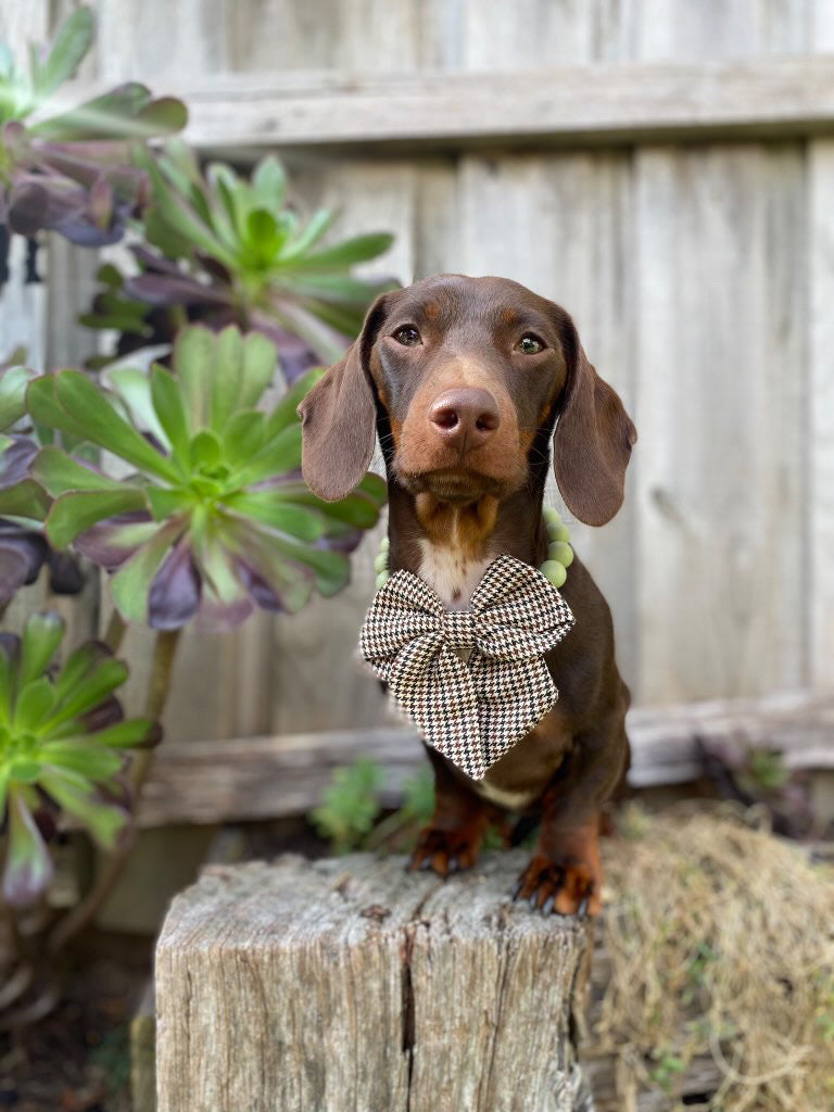 Oak Sailor Bow