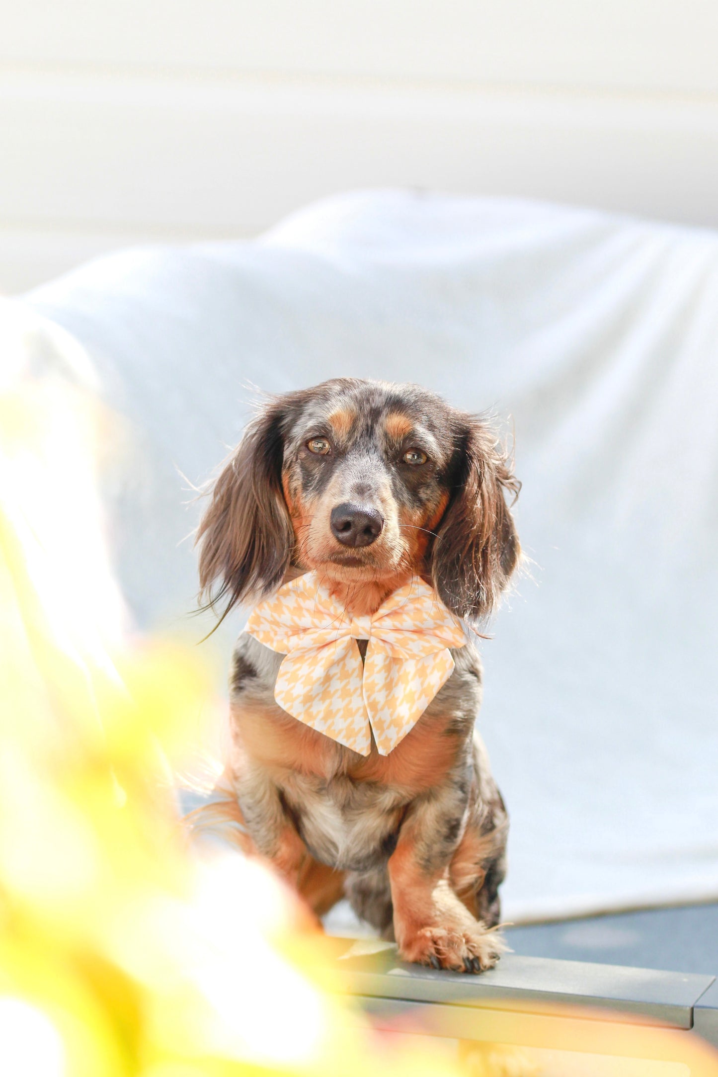 Mango Sorbet Sailor Bow