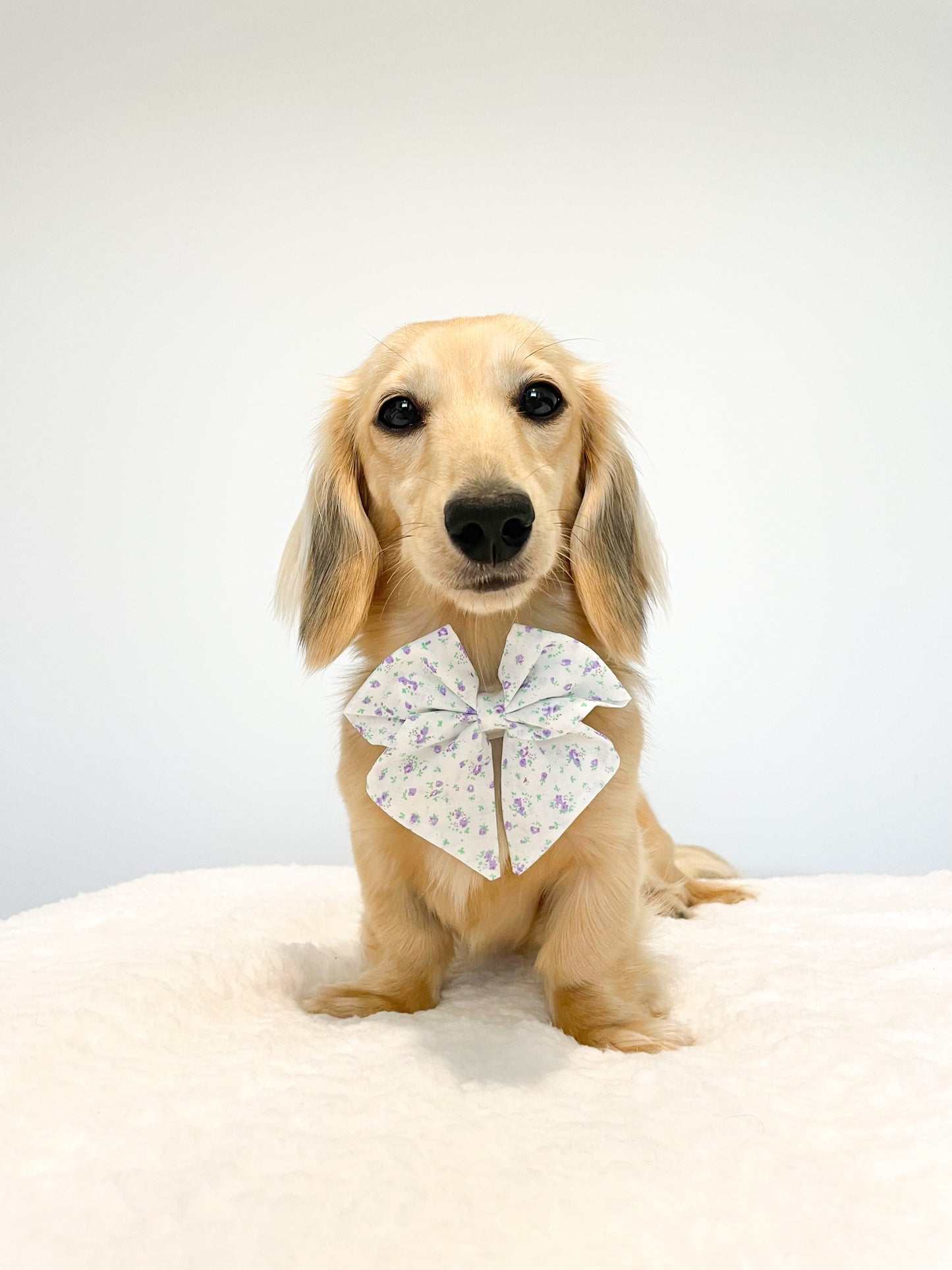Iris flower Sailor Bow