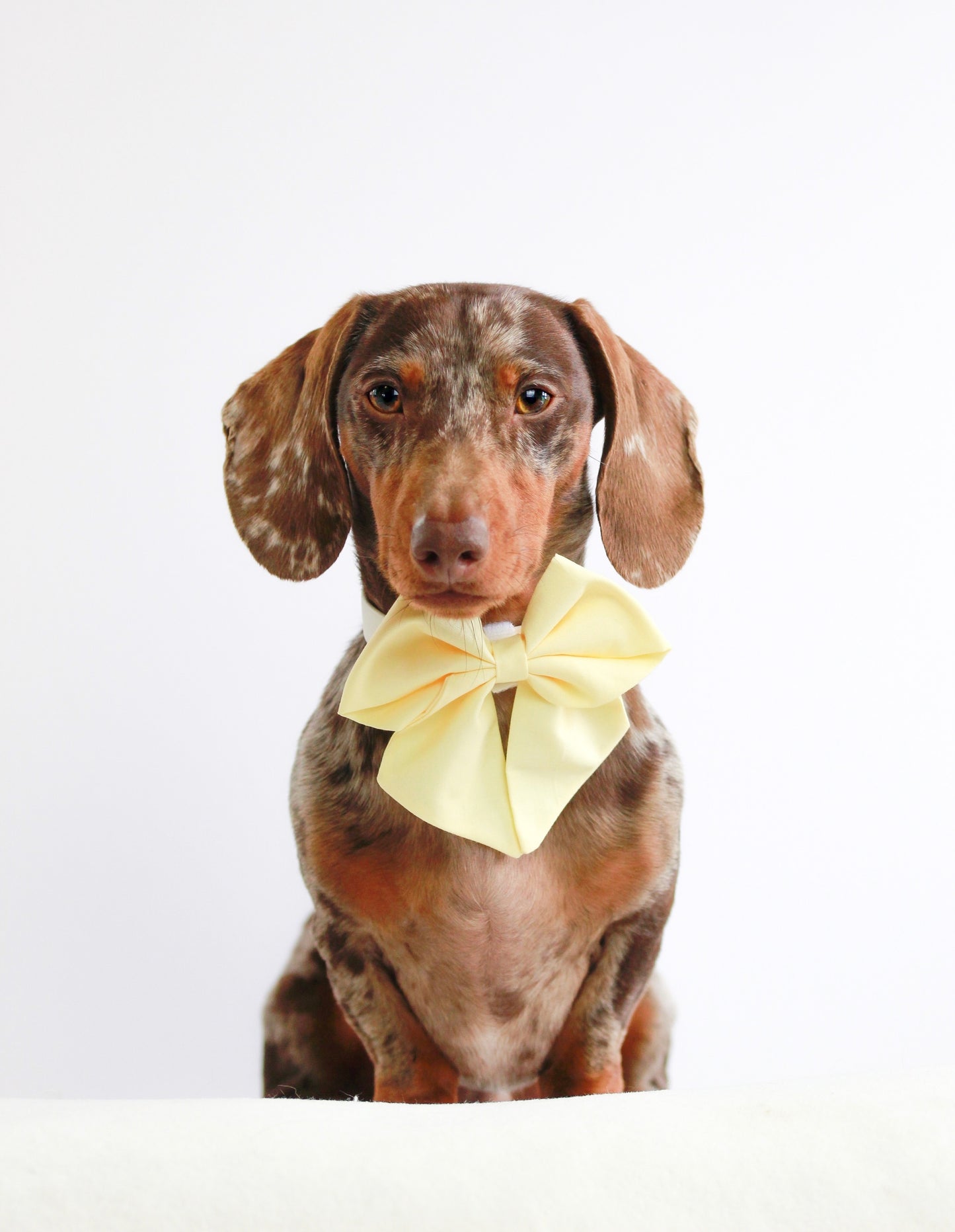 Primrose Spring Sailor Bow