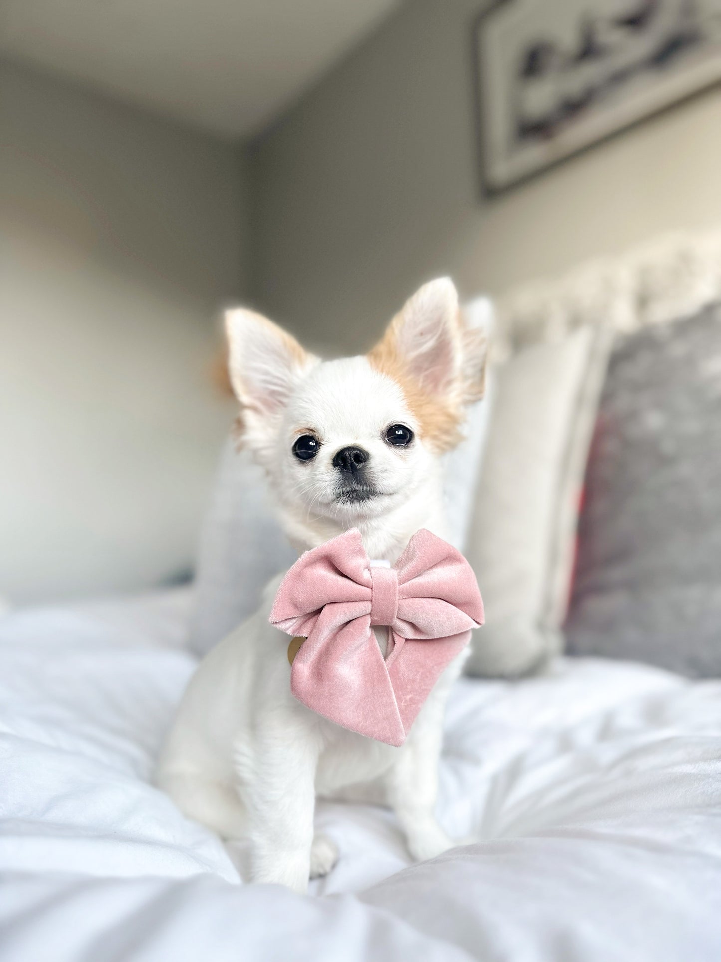 Pink velvet sailor bow