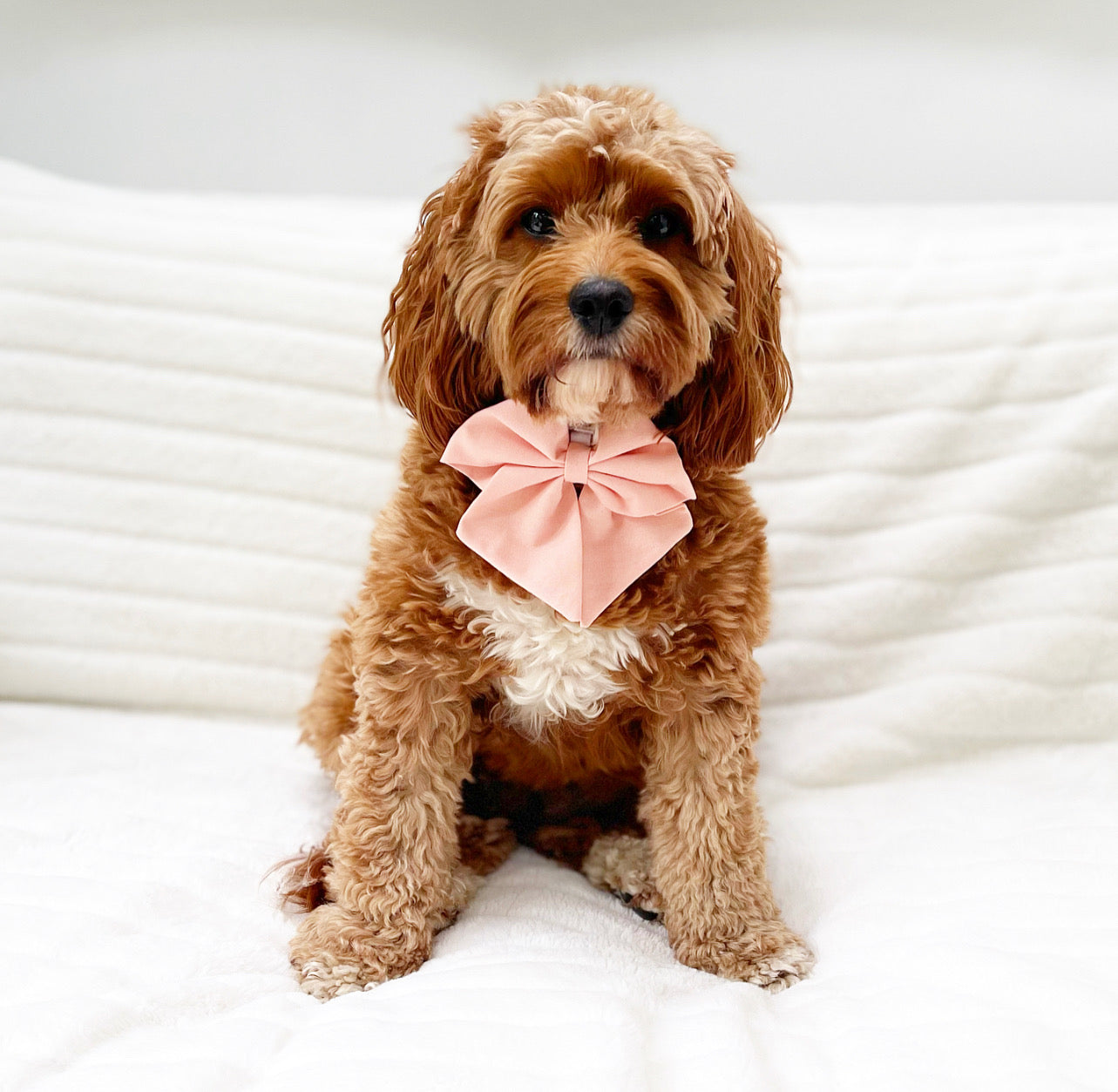 Peach ice tea Sailor Bow