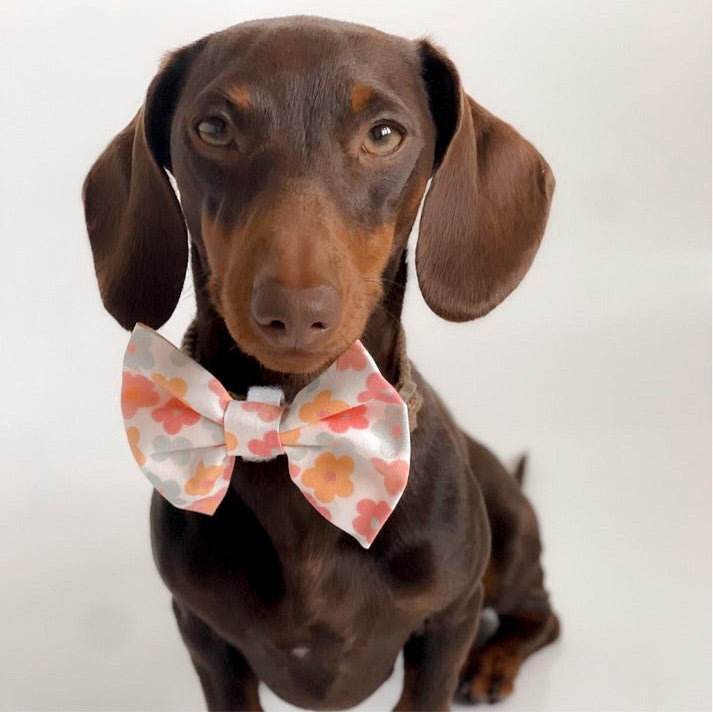 Pastel Petal Bowtie