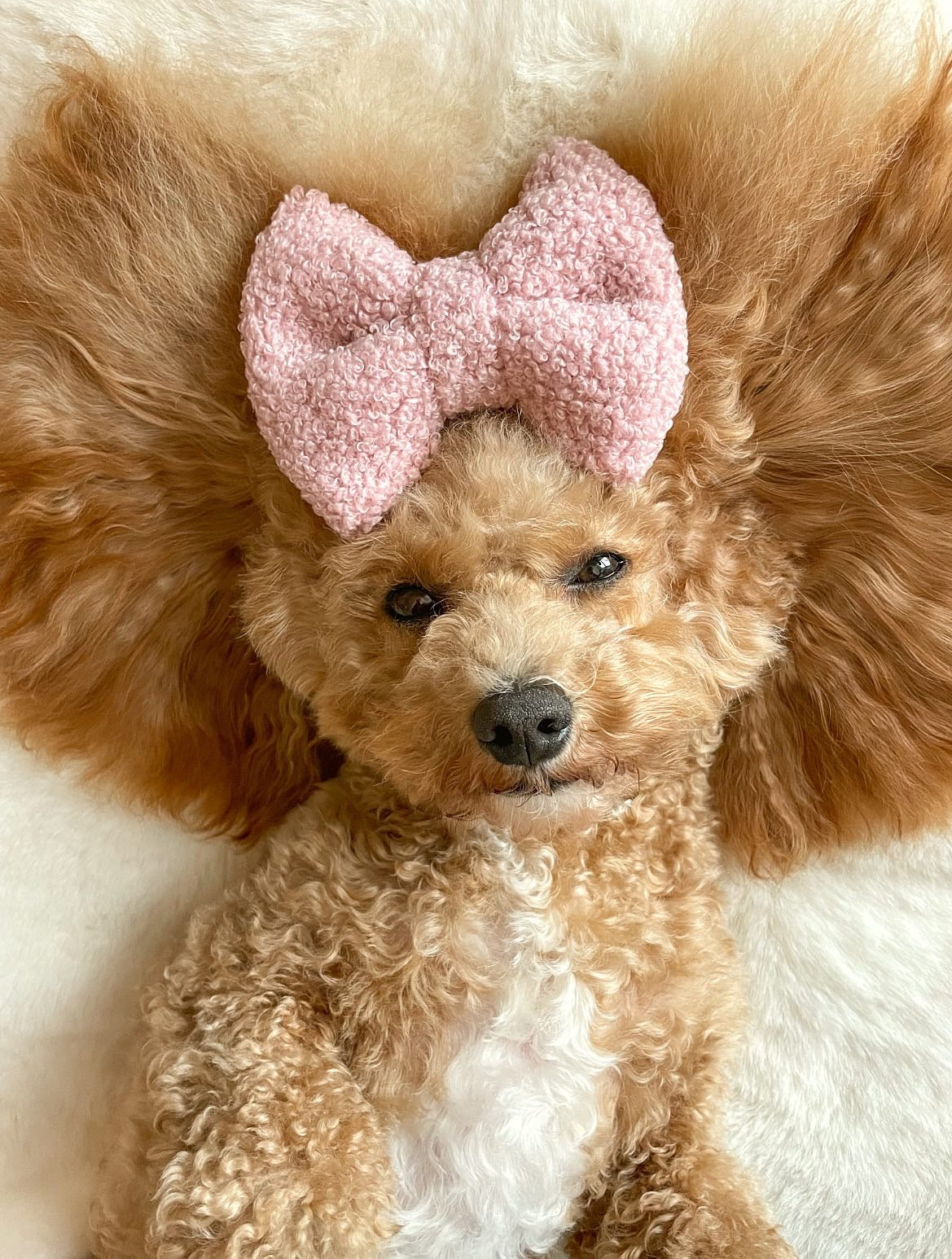 Rosie Teddy Bear bow